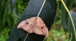 Wycinka sierpianka (Drepana falcataria)