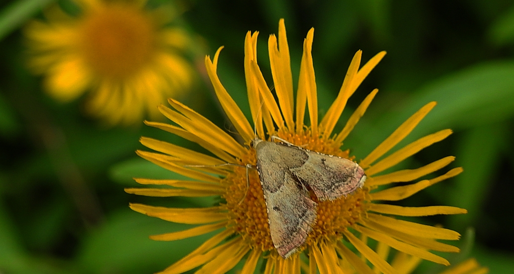 Endotricha flammealis