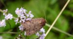 Hoplodrina octogenaria