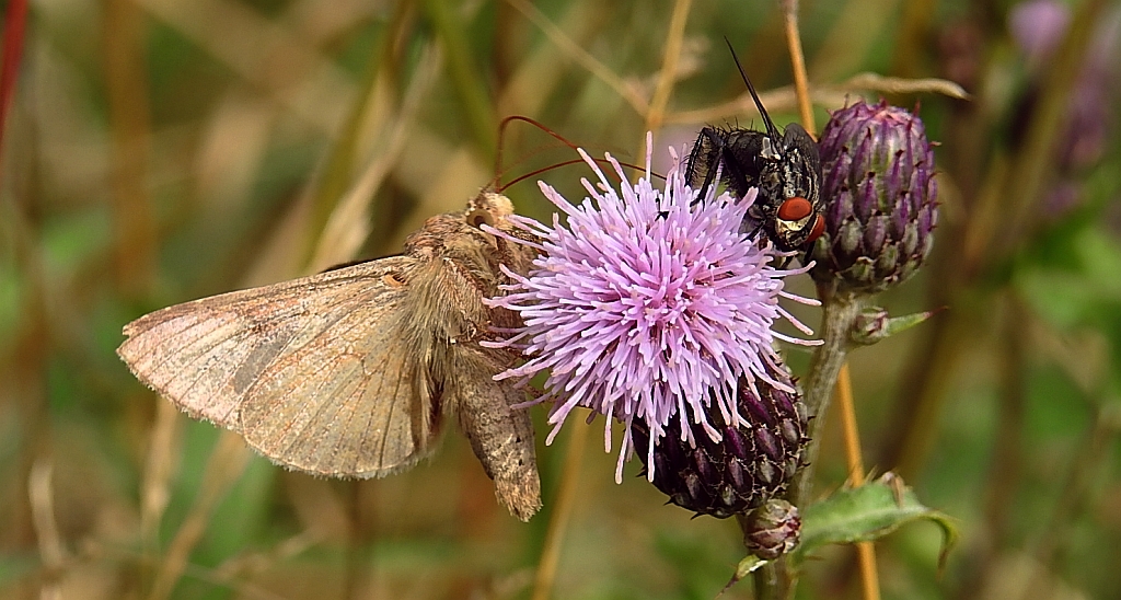 Błyszczka jarzynówka (Autographa gamma)