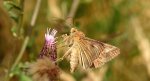 Błyszczka jarzynówka (Autographa gamma)