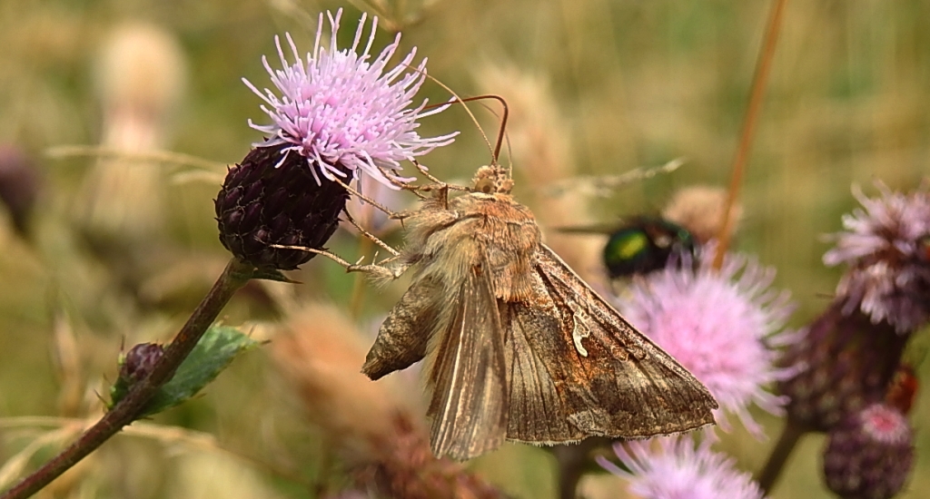 Błyszczka jarzynówka (Autographa gamma)
