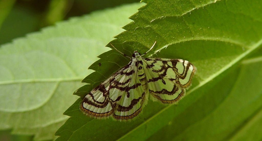 Nymphula nitidulata