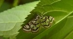 Nymphula nitidulata