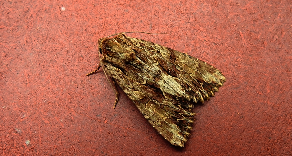 Paciepnica korzeniówka (Apamea monoglypha)