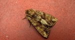 Paciepnica korzeniówka (Apamea monoglypha)