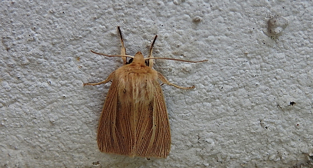 Mokradlica (M)ythimna pallens)