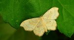 Krocznik wycinek (Idaea emarginata)