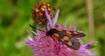 Kraśnik kminowiec (Zygaena cynarae)