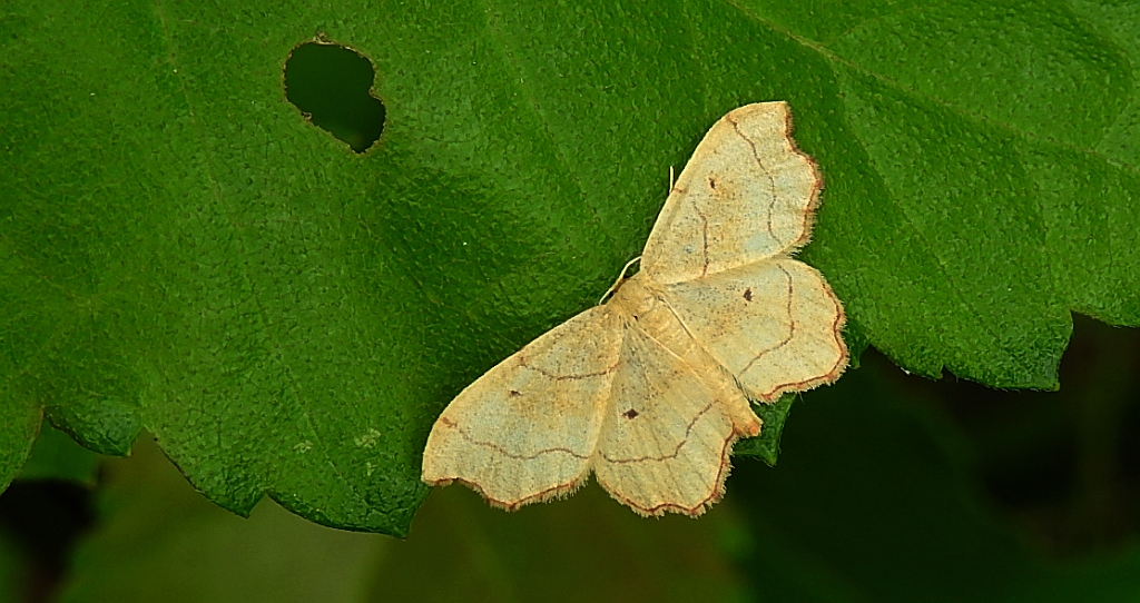 Krocznik wycinek (Idaea emarginata)