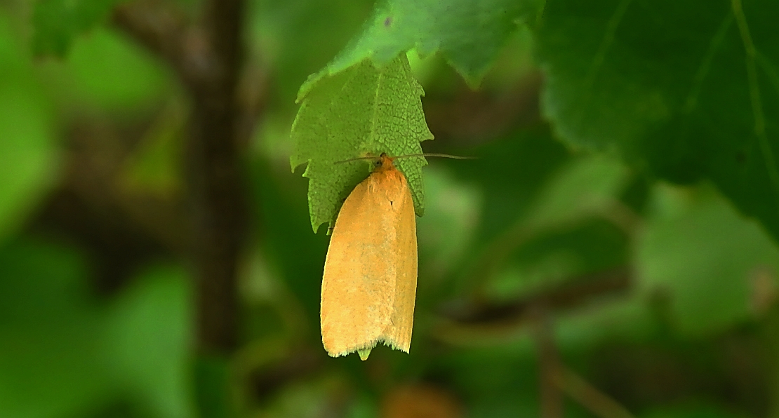 Aphelia unitana