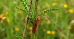 Oncocera semirubella