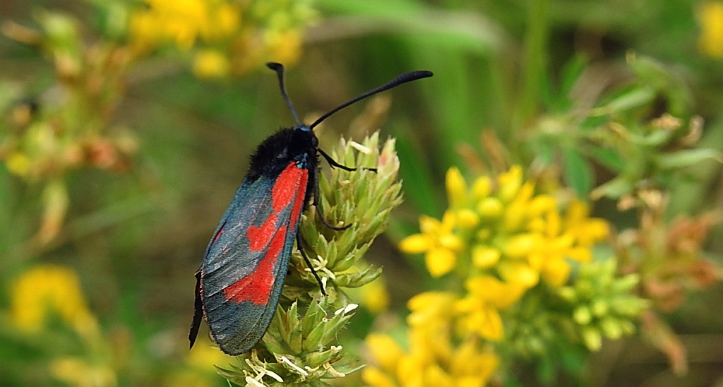 Zygaena minos
