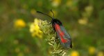 Zygaena minos