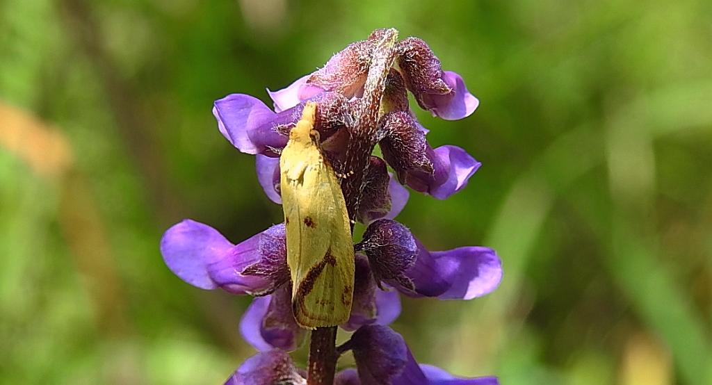 Agapeta hamana