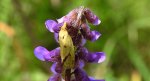 Agapeta hamana