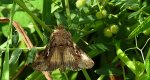 Błyszczka jarzynówka (Autographa gamma)