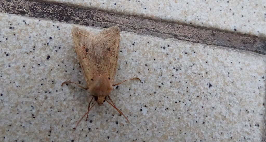 Agrochola macilenta