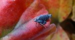 Piędzik przedzimek (Operophtera brumata) lub piędzik siewierak (Operophtera fagata)