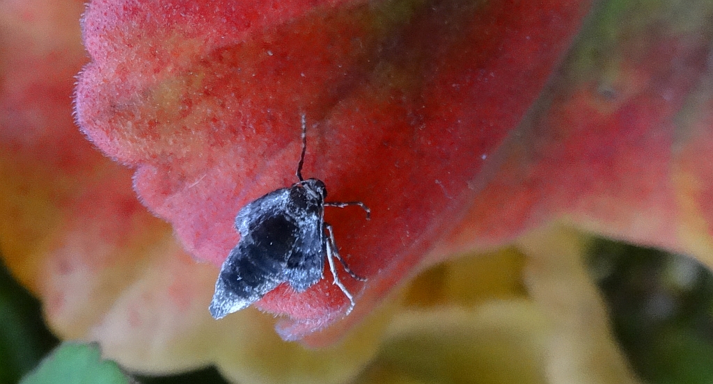 Piędzik przedzimek (Operophtera brumata) lub piędzik siewierak (Operophtera fagata)