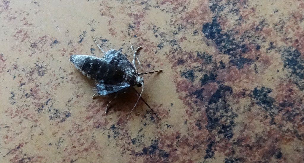 Piędzik przedzimek (Operophtera brumata) lub piędzik siewierak (Operophtera fagata)