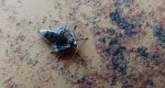 Piędzik przedzimek (Operophtera brumata) lub piędzik siewierak (Operophtera fagata)