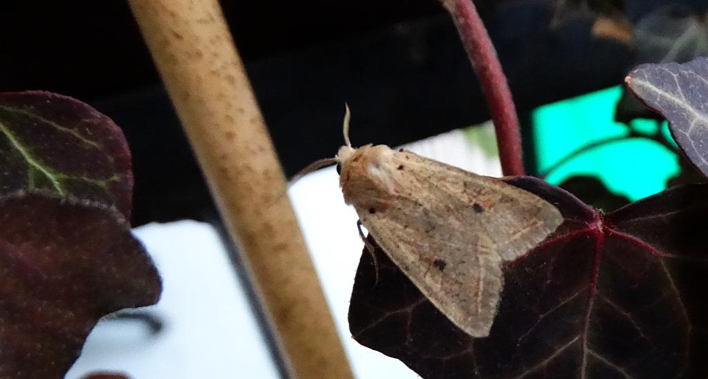 Agrochola macilenta