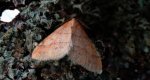 Zimowek pozłotnik (Agriopis aurantiaria)