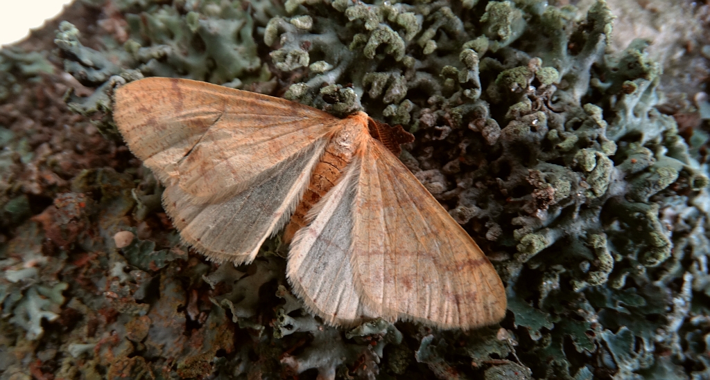 Zimowek pozłotnik (Agriopis aurantiaria)