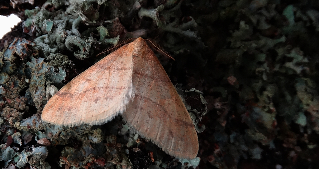 Zimowek pozłotnik (Agriopis aurantiaria)