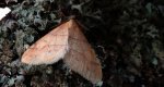 Zimowek pozłotnik (Agriopis aurantiaria)