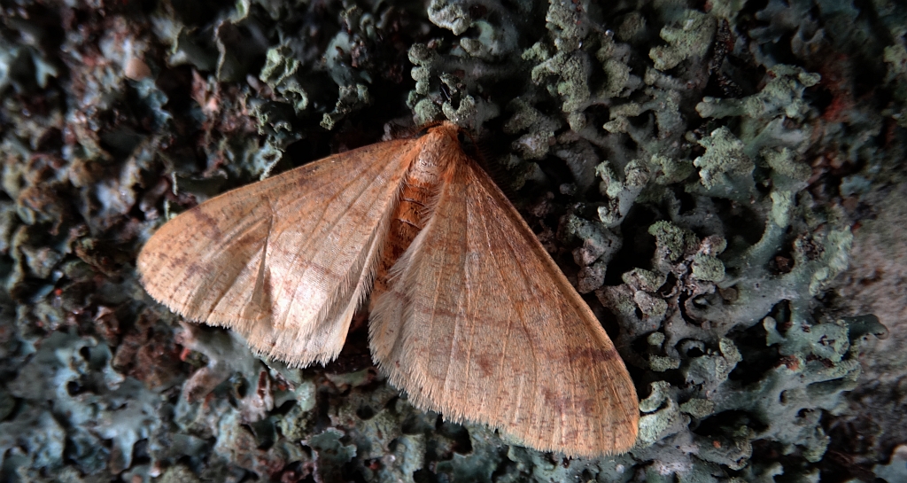Zimowek pozłotnik (Agriopis aurantiaria)