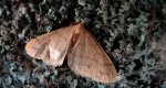 Zimowek pozłotnik (Agriopis aurantiaria)