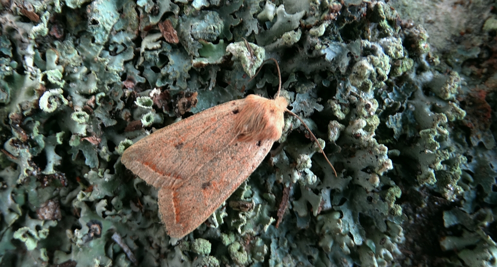 Agrochola macilenta