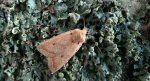 Agrochola macilenta