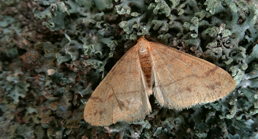 Zimowek pozłotnik (Agriopis aurantiaria)