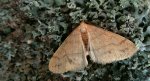Zimowek pozłotnik (Agriopis aurantiaria)