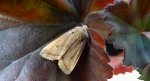 Agrochola macilenta