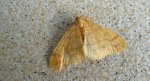 Zimowek pozłotnik (Agriopis aurantiaria)