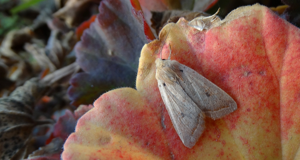 Agrochola macilenta