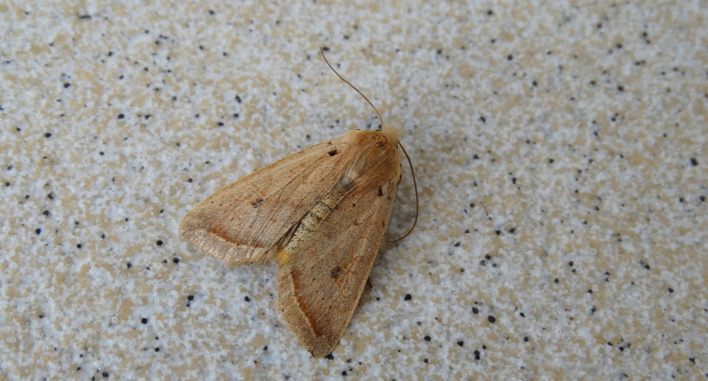 Agrochola macilenta
