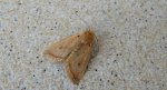 Agrochola macilenta
