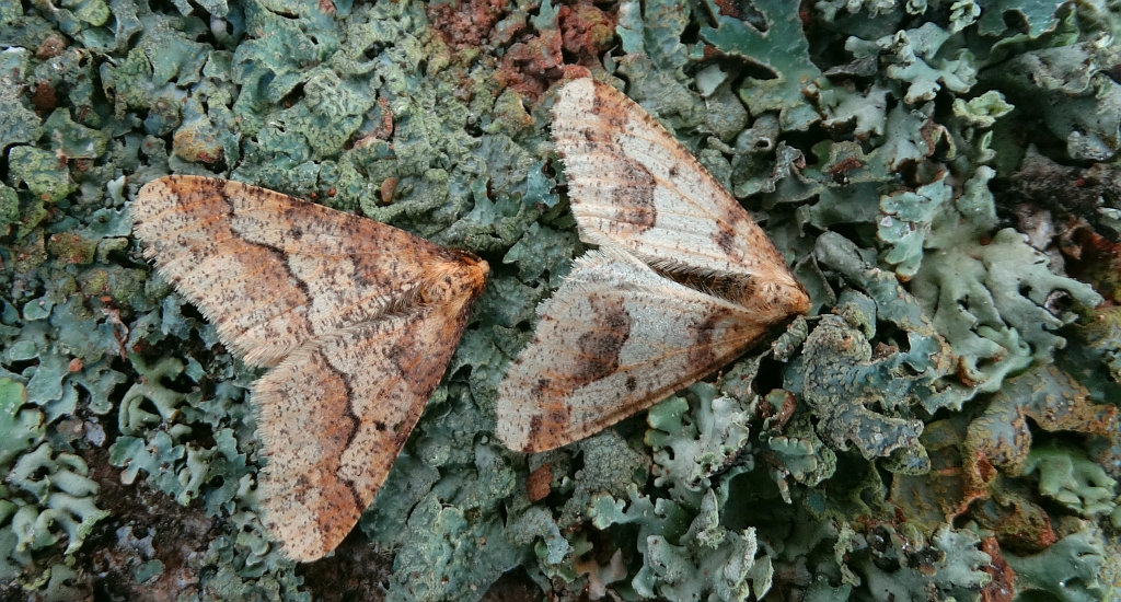 Zimowek ogołotniak (Zimowek ogołotniak)