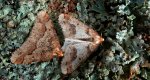 Zimowek ogołotniak (Erannis defoliaria)
