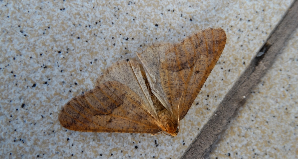 Zimowek ogołotniak (Erannis defoliaria)