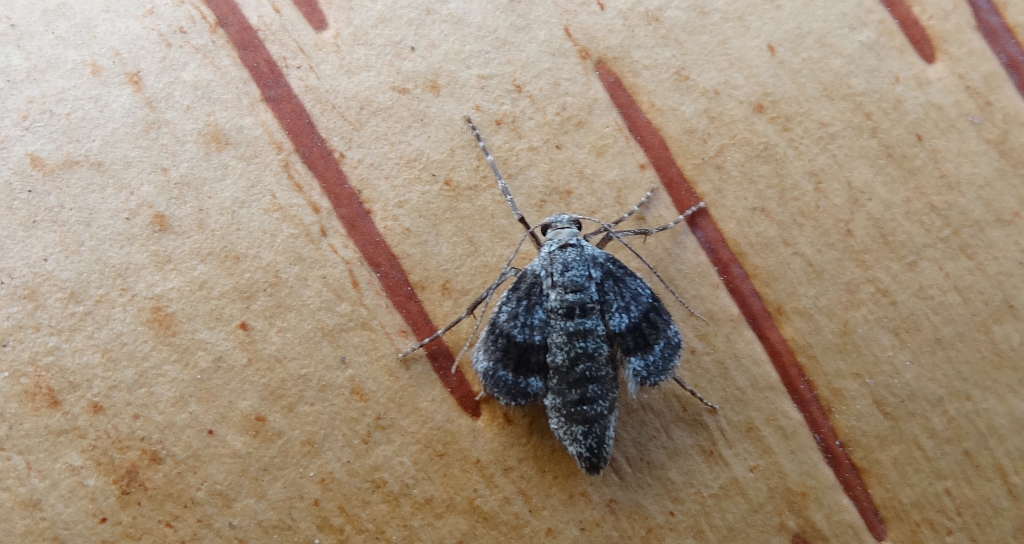 Piędzik siewierak (Operophtera fagata)
