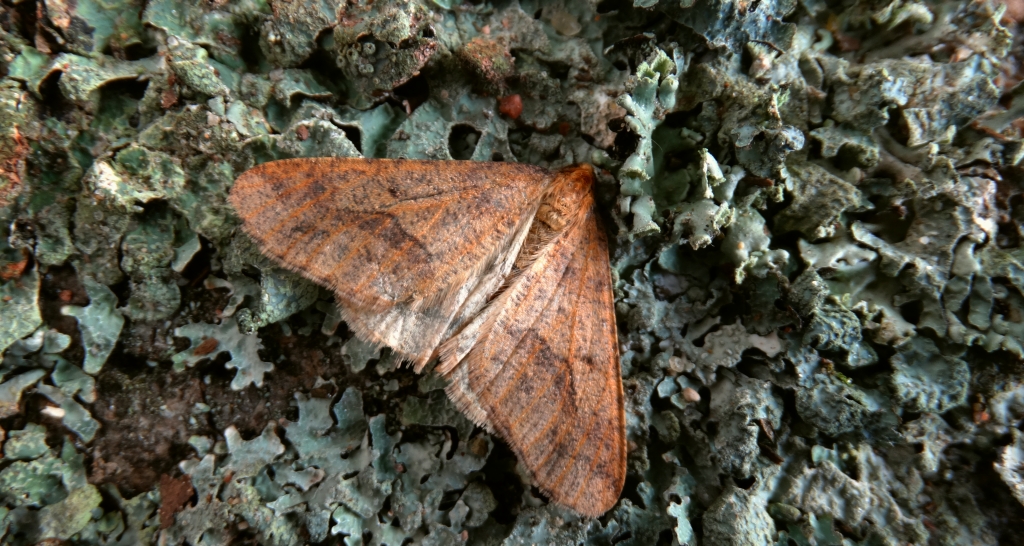 Zimowek ogołotniak (Erannis defoliaria)