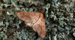 Zimowek ogołotniak (Erannis defoliaria)