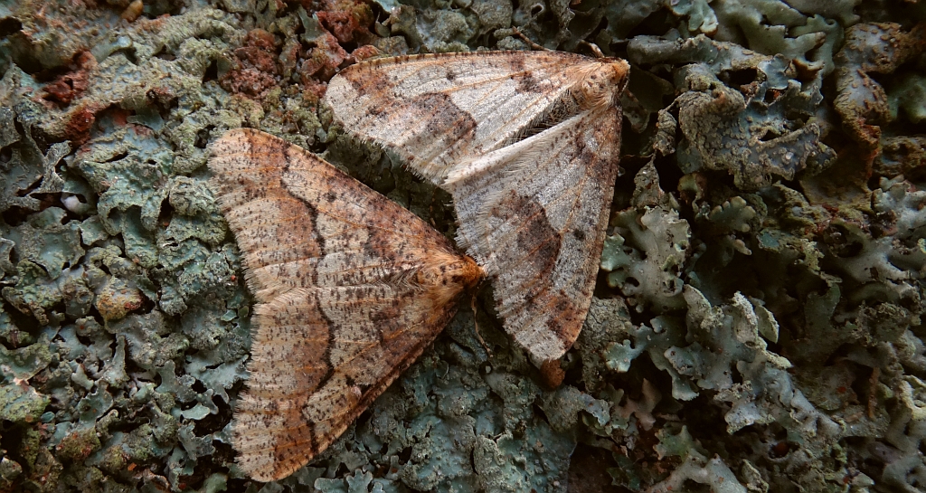 Zimowek ogołotniak (Erannis defoliaria)