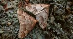 Zimowek ogołotniak (Erannis defoliaria)